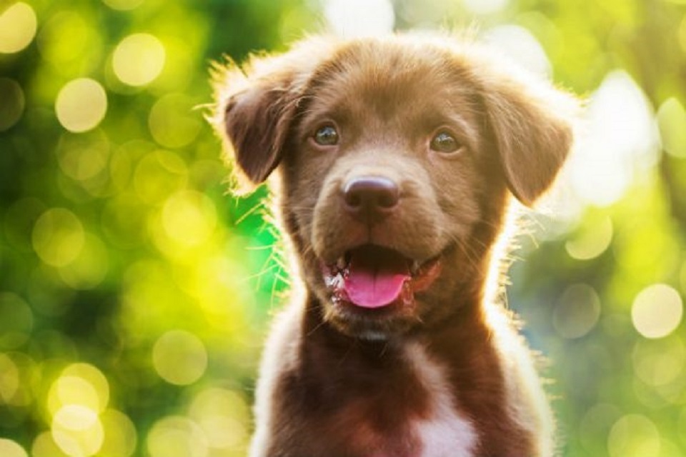 Gove delivers new bill to punish animal abusers