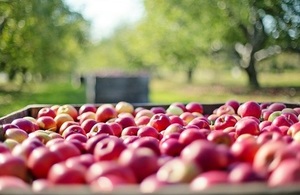 A large crate of red apples int he foreground with green trees in the background.