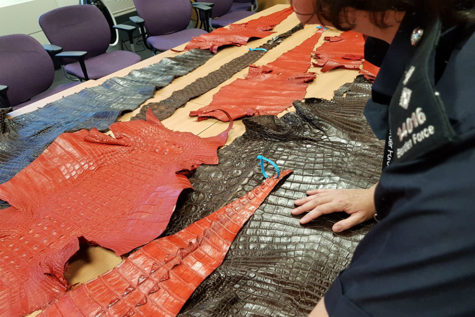 Thousands of Border Force seizures in international operation against wildlife crime