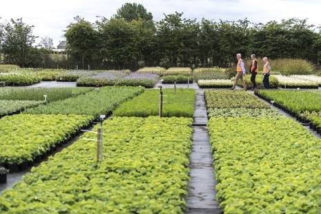 Three men in high vis jackets walking in the distance, surrounded by nursery plants. 