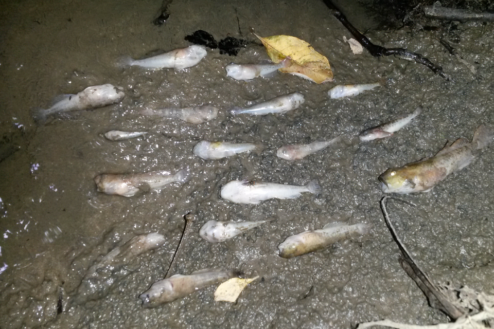 Thames Water fined for polluting Berkshire waterway