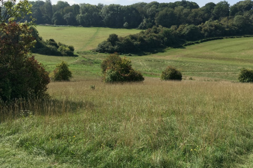 Natural England to declare a new London National Nature Reserve