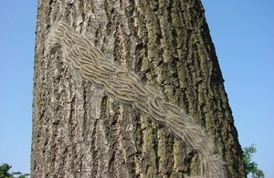 Procession of OPM caterpillars on the trunk of a tree.