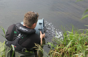 An Environment Agency fisheries officer releases small fish from a bucket into a river