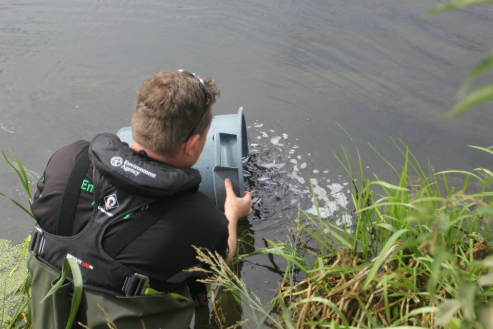 17,000 more fish released into Lincolnshire's River Witham