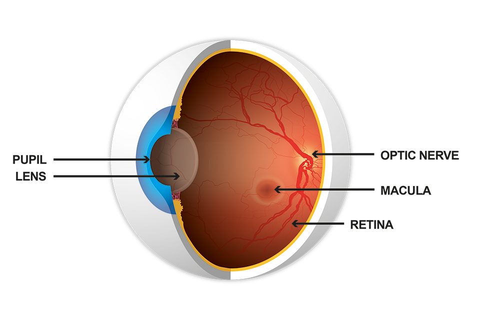 Illustration showing cross-section of the eye, including pupil, lens, optic nerve, macula and retina
