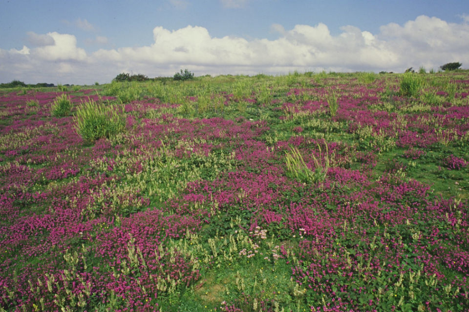 Help wildlife thrive in East Sussex’s Nature Reserves