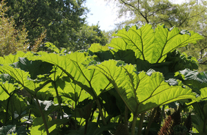 Chilean rhubarb on a sunny day