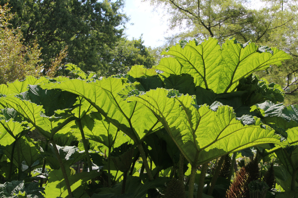 Invasive Species Order 2019: consultation opens