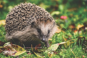 hedgehog