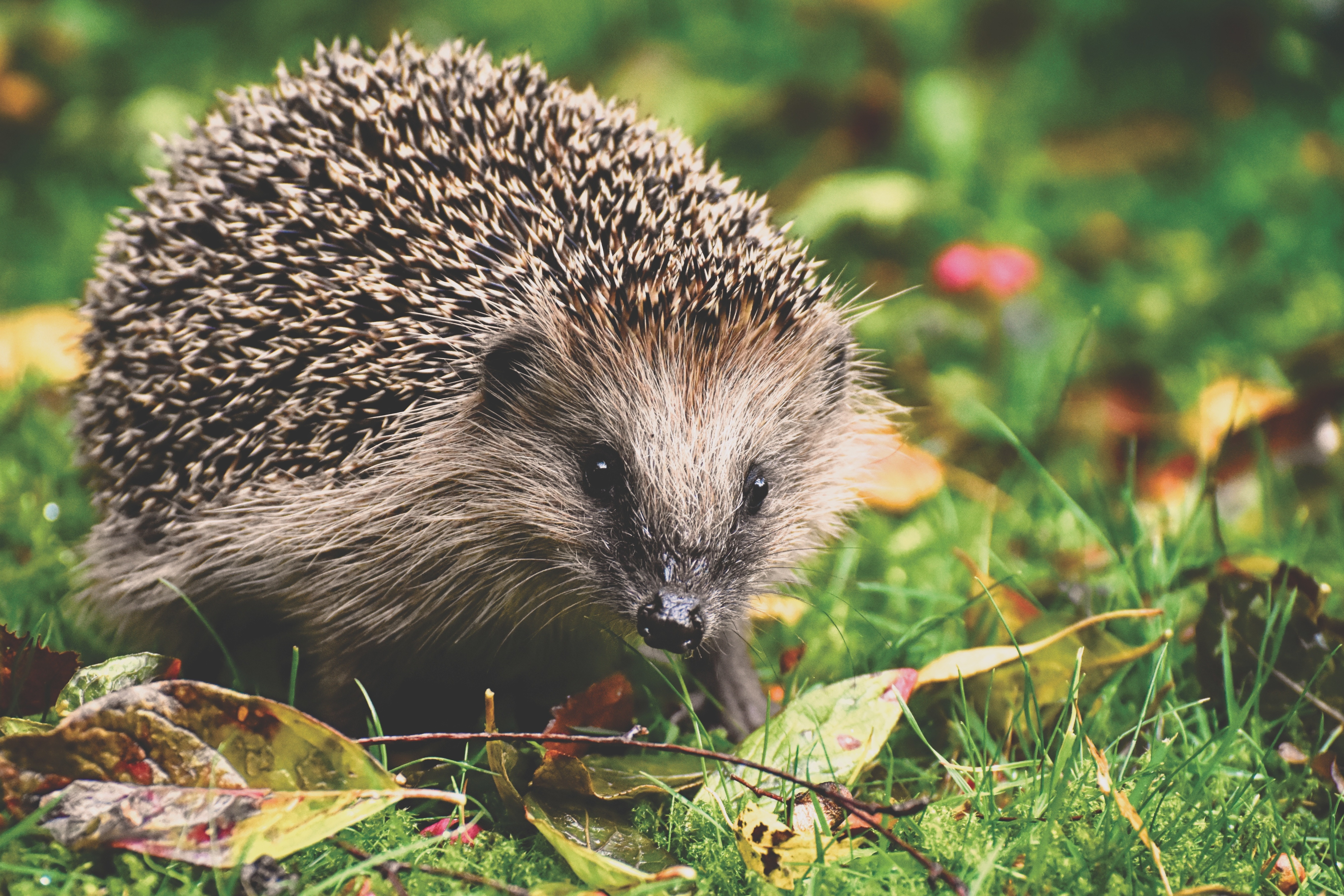 Brokenshire orders house builders to protect wildlife - GOV.UK