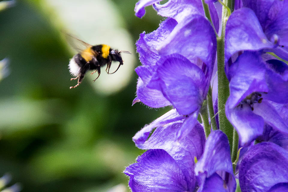 Bee flying near a purple flower
