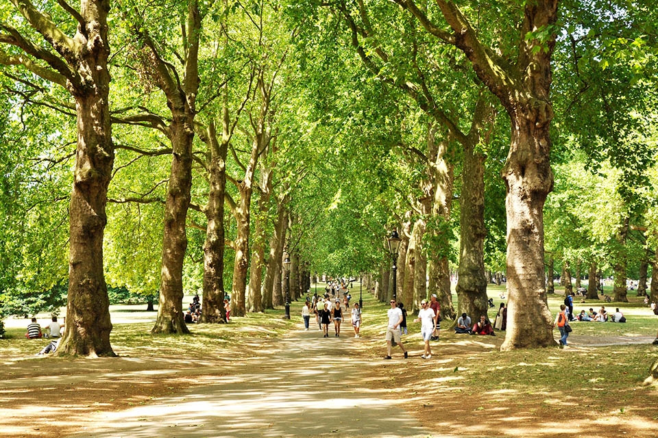 People walking along a park path which is surround by rows of trees