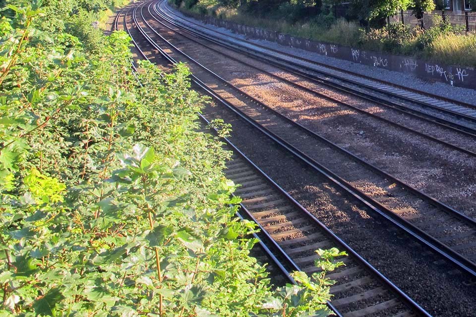 Government sets out vision for a safe and biodiverse railway lineside