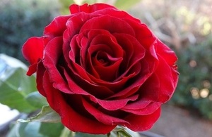 Red rose