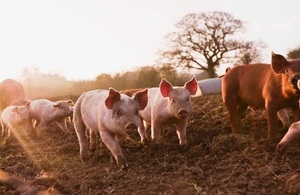 Herd of pigs walking in mud