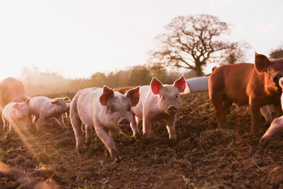 New UK border campaign warns of threat of African swine fever
