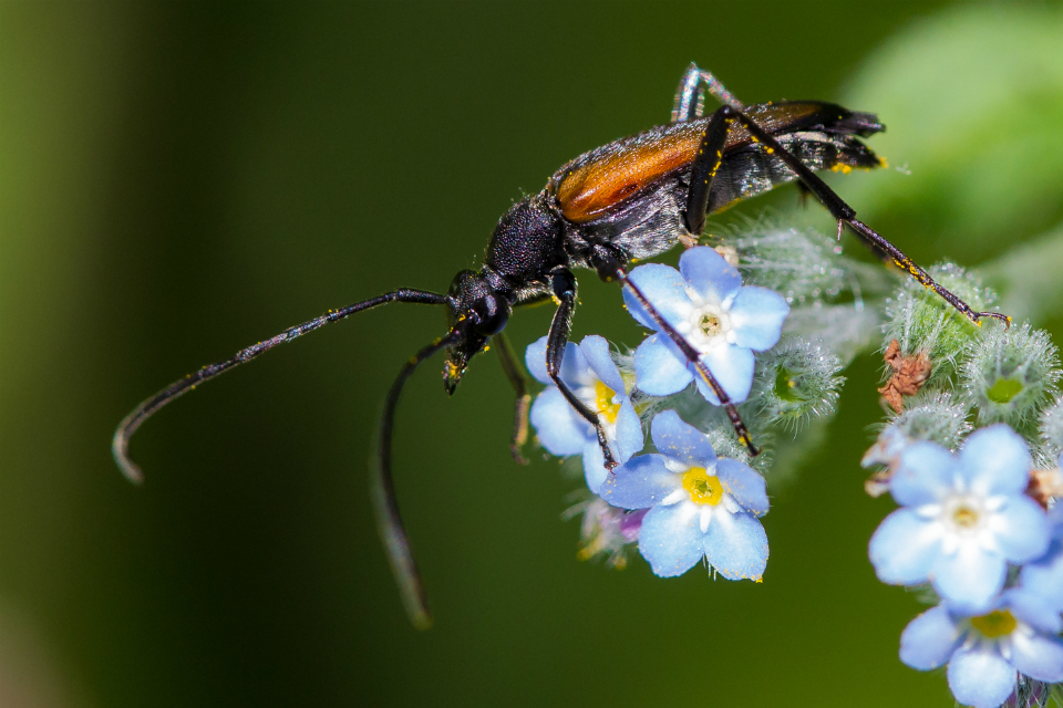 New studies will help drive protections for beetles