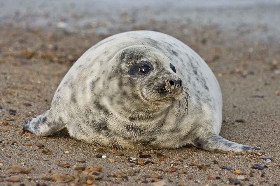 Stakeholder report on non lethal seal deterrents