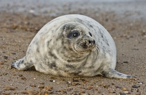 Harbour seal on shore