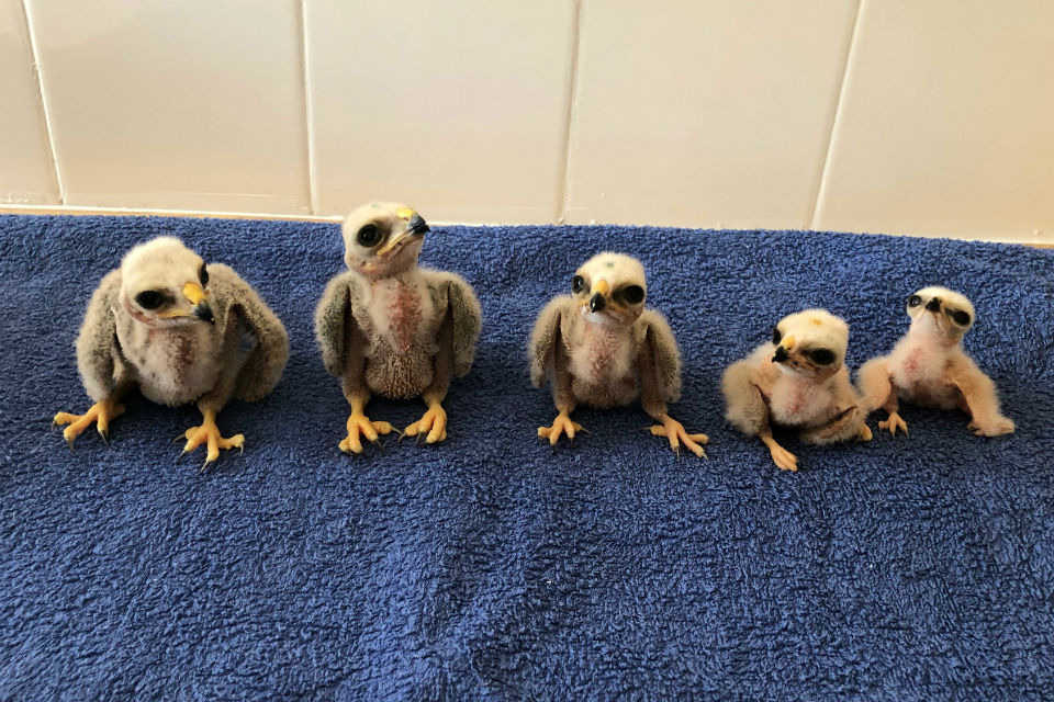 Record breaking year for hen harrier breeding
