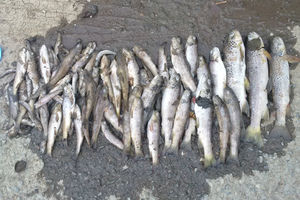 Row of dead fish