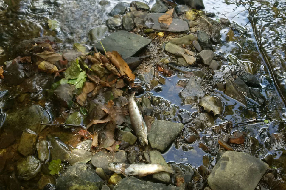 Two dead fish on top of rocks in a stream