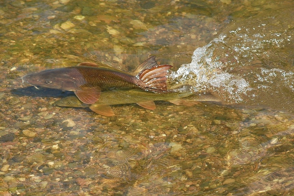 Study to look at barbel and chub numbers