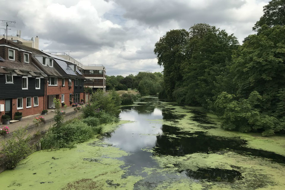 Work to clear surface weed on the River Colne