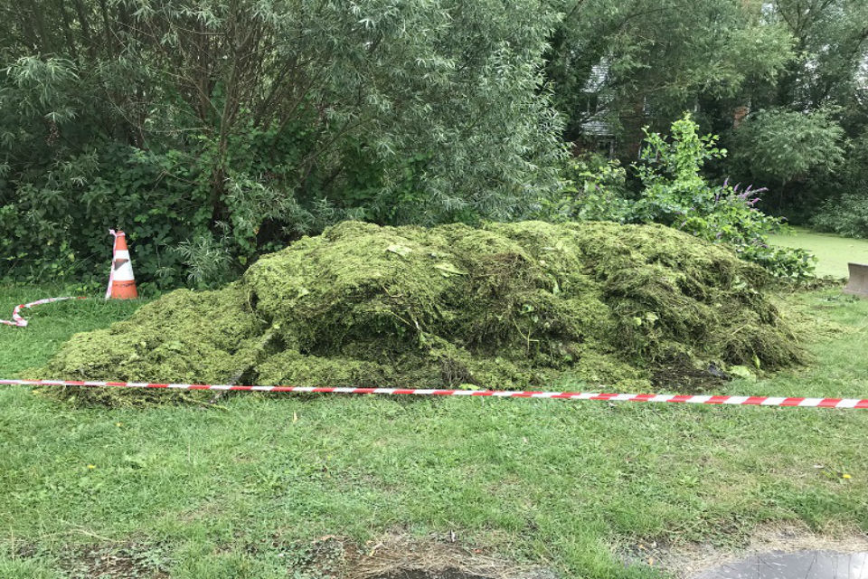 A mound of duck weed and azolla weed removed from the river