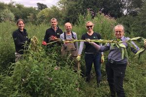 Staff volunteered to remove Himalayan Balsam from the Roman River near Colchester