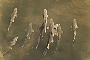 8 Barbel in the water (viewed from above)