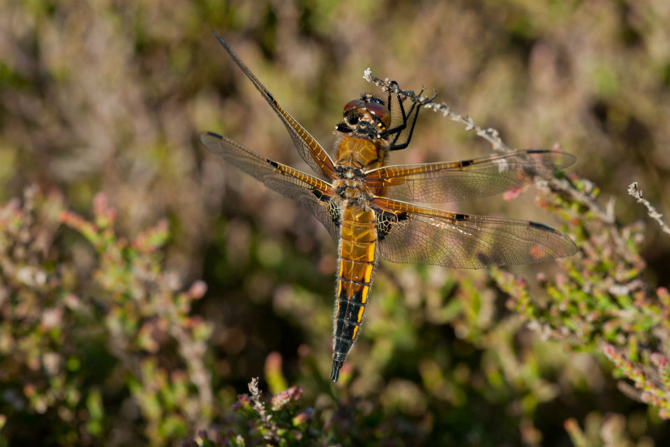 National Nature Reserve named ‘Dragonfly Hotspot’