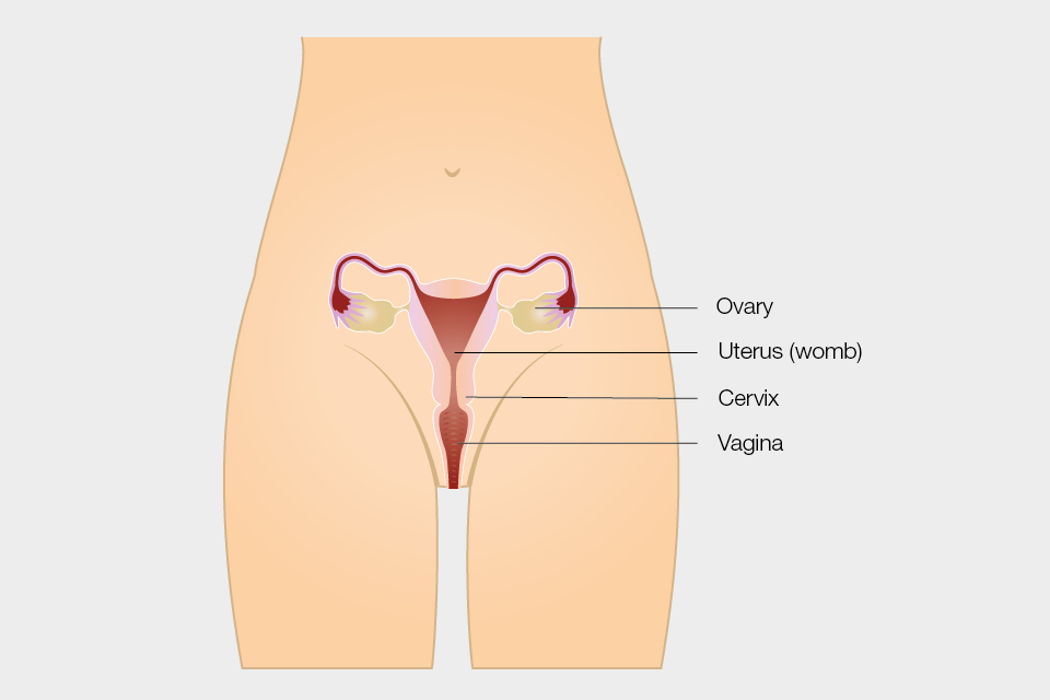 Diagram showing the female reproductive system, with the ovaries, uterus (womb), cervix and vagina. The cervix is at the top of the vagina.
