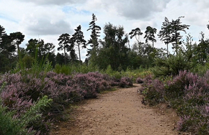 Heath and woodland at the Sandy headquarters of the Royal Society for the Protection of Birds