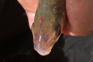 A fish that has been dye marked