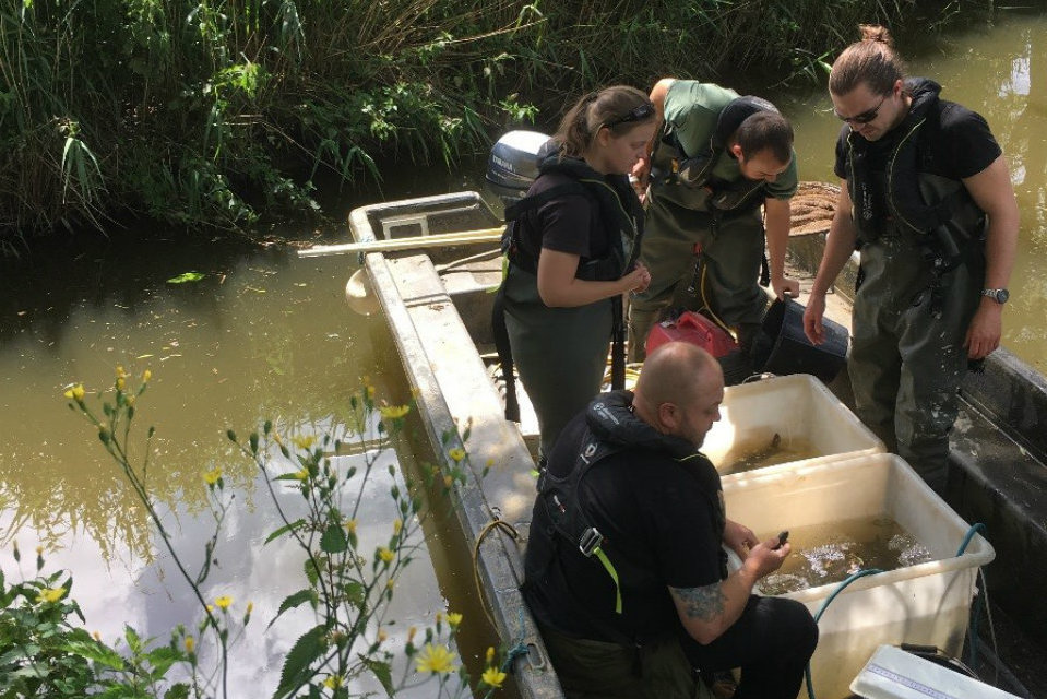 Fish dye marking being carried out