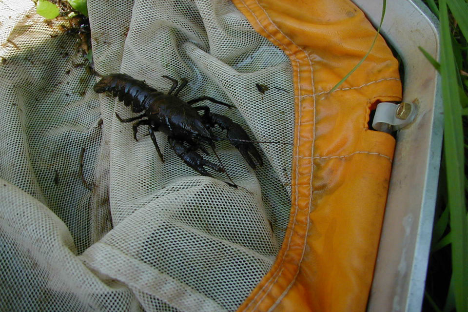 New stronghold for endangered crayfish in Lincolnshire