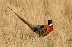 A pheasant in a field