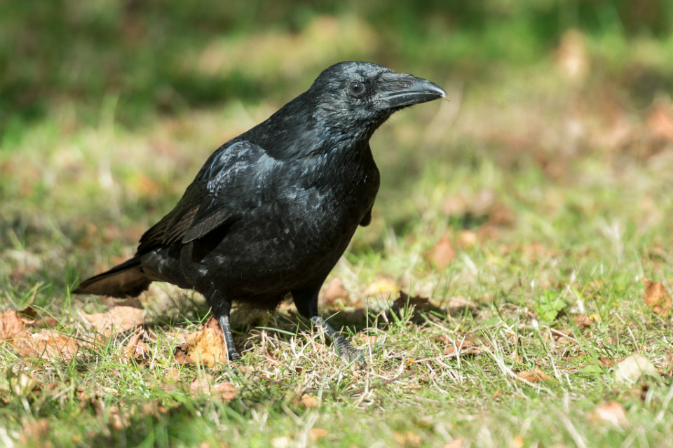 General licences: survey marks new phase of review