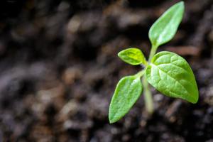 Close-up of a young plant from above