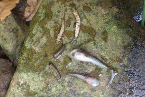 Six dead fish on rock next to stream