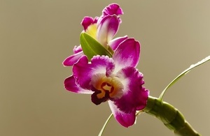 Orchids are often traded under CITES. Picture: Getty