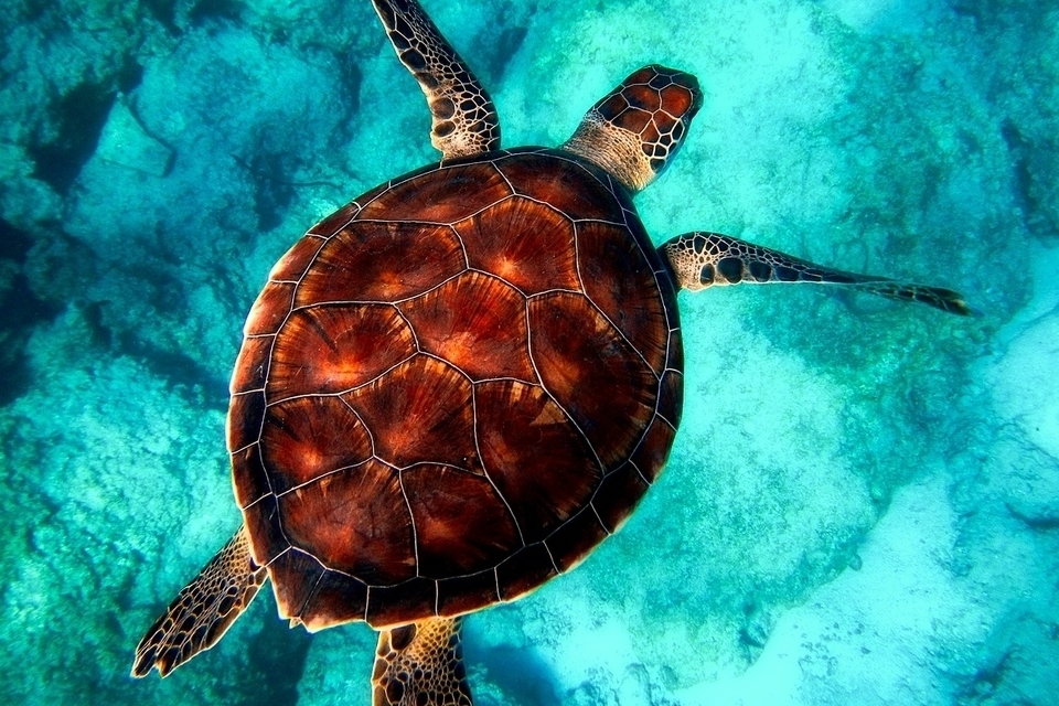 UK creates global alliance to help protect the world’s ocean