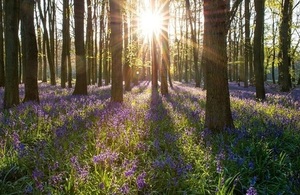 A picture of a number of tree trunks with bluebells forwing beneath them