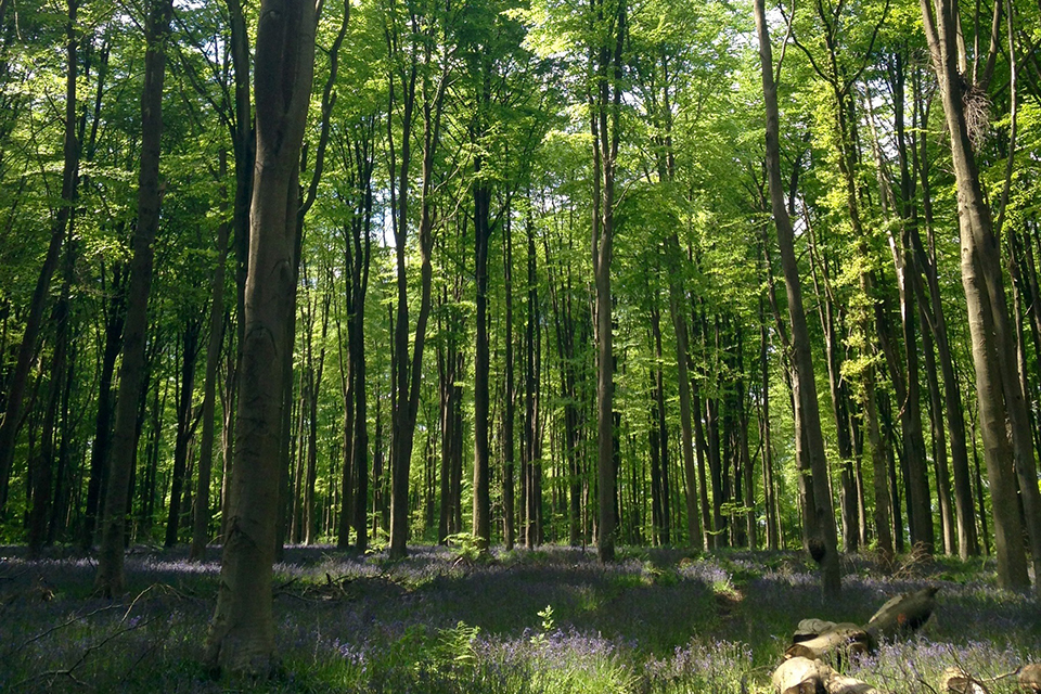 HS2 Ltd's approach to ancient woodlands during the Oakervee Review