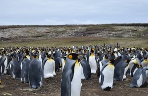 Falkland Islands