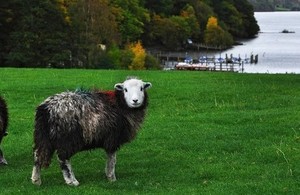 A herdwick sheep grazing in a field in Cumbria