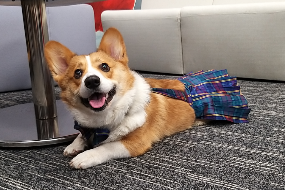 Corgi dog Kylo sporting a blue and red quilt sitting on the floor.