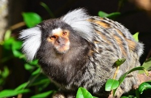 Common Marmoset looking into camera lens